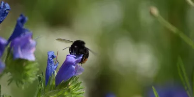 Bij op paarse bloem