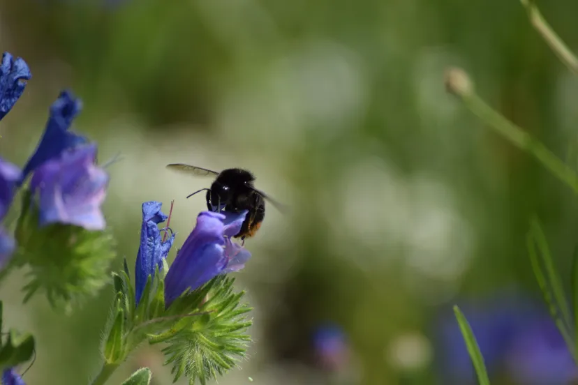 Bij op paarse bloem